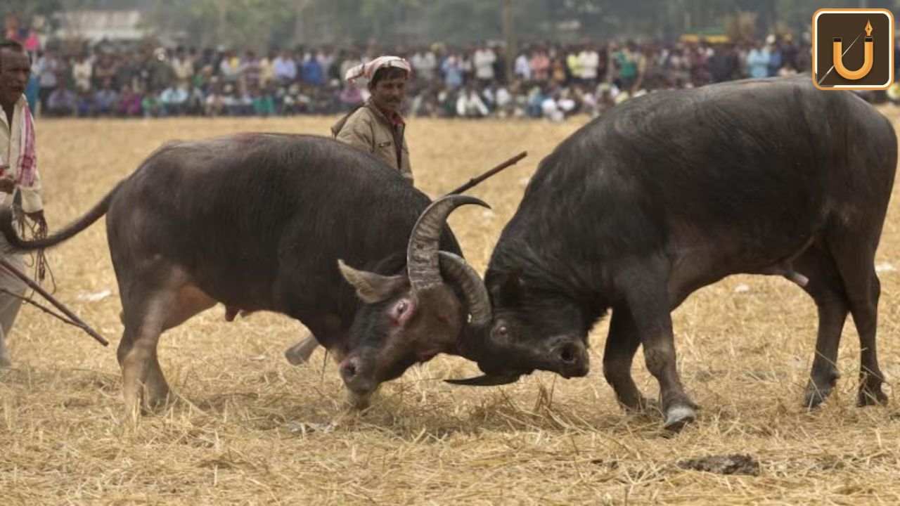 Usthadian Academy / Moh-Juj Fights: A Cultural Resurgence In Assam | 20 jan 2024 Usthadian Academy / Moh-Juj Fights: A Cultural Resurgence In Assam